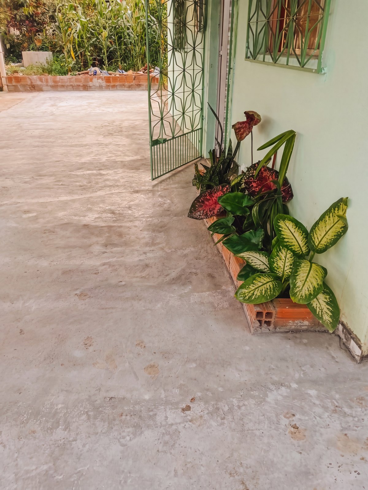 Casa no Sítio Nova Veneza, Quintal com plantação