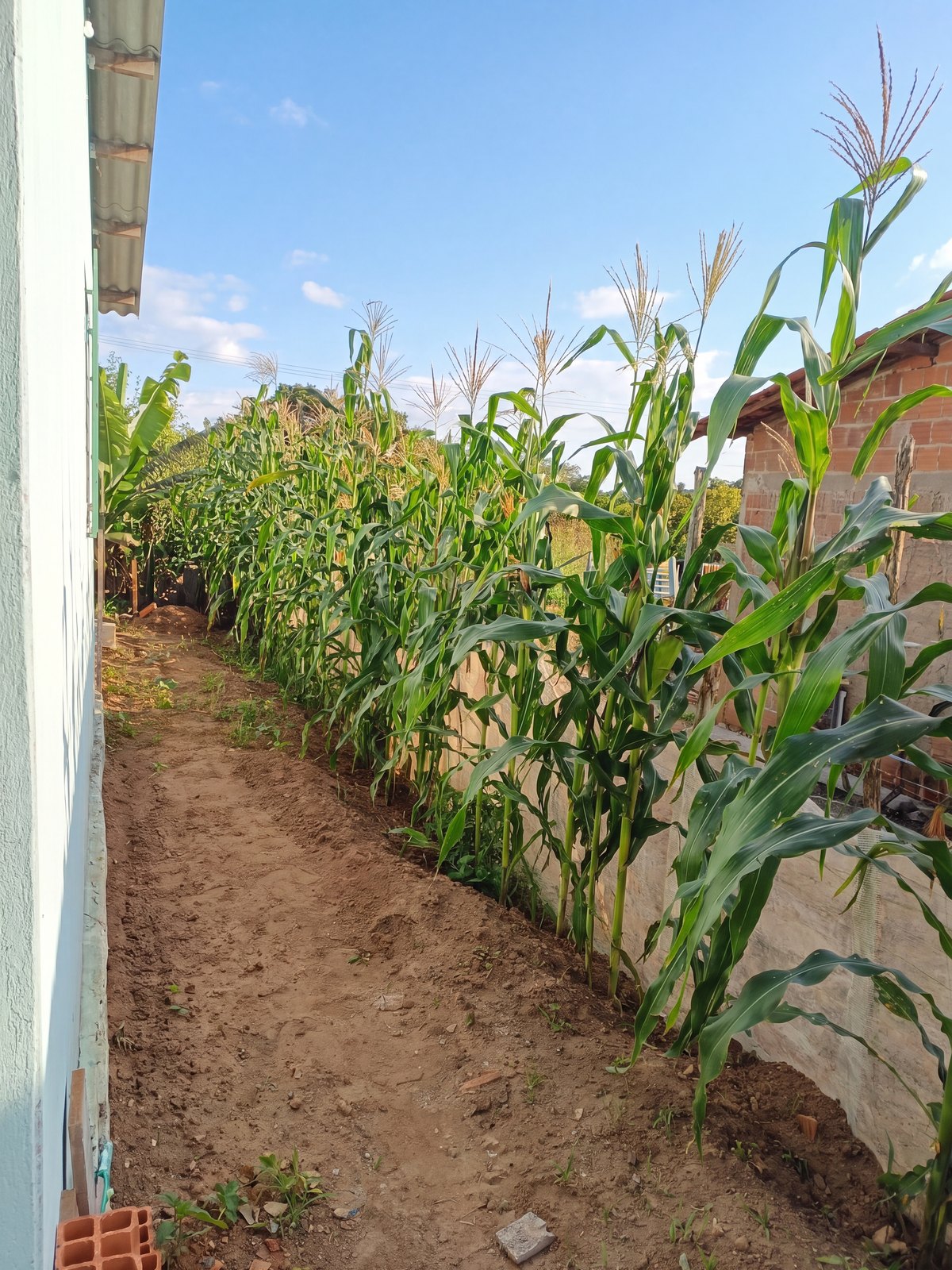 Casa no Sítio Nova Veneza, Lateral com plantação de milho